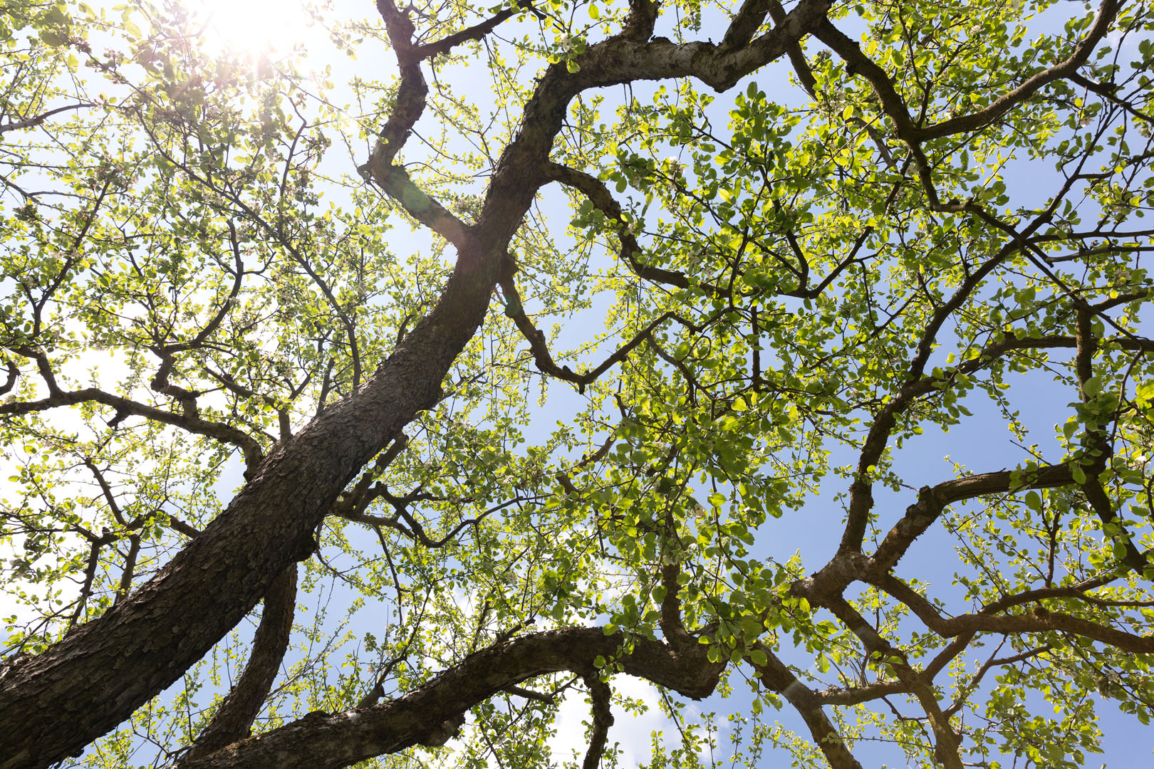 Obstbaum am Hof